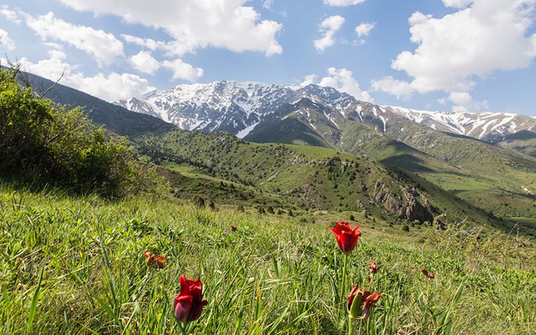 Aksu Zhabagly Nature Reserve With Rare Endemic Red Book Tulips, Kazakhstan