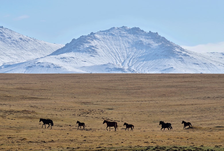 Herd Of Horses Near Son-Kul Mountain Lake, central Tien Shan, Kyrgyzstan