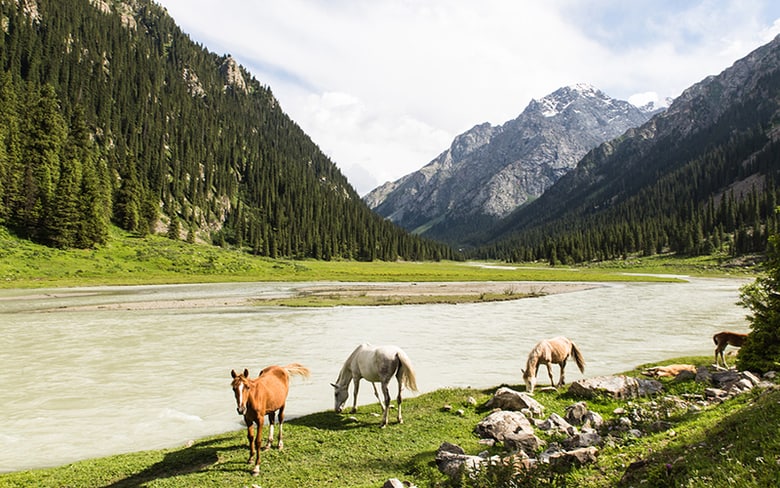 Horses In Altyn Arashan Valley In Kyrgyzstan